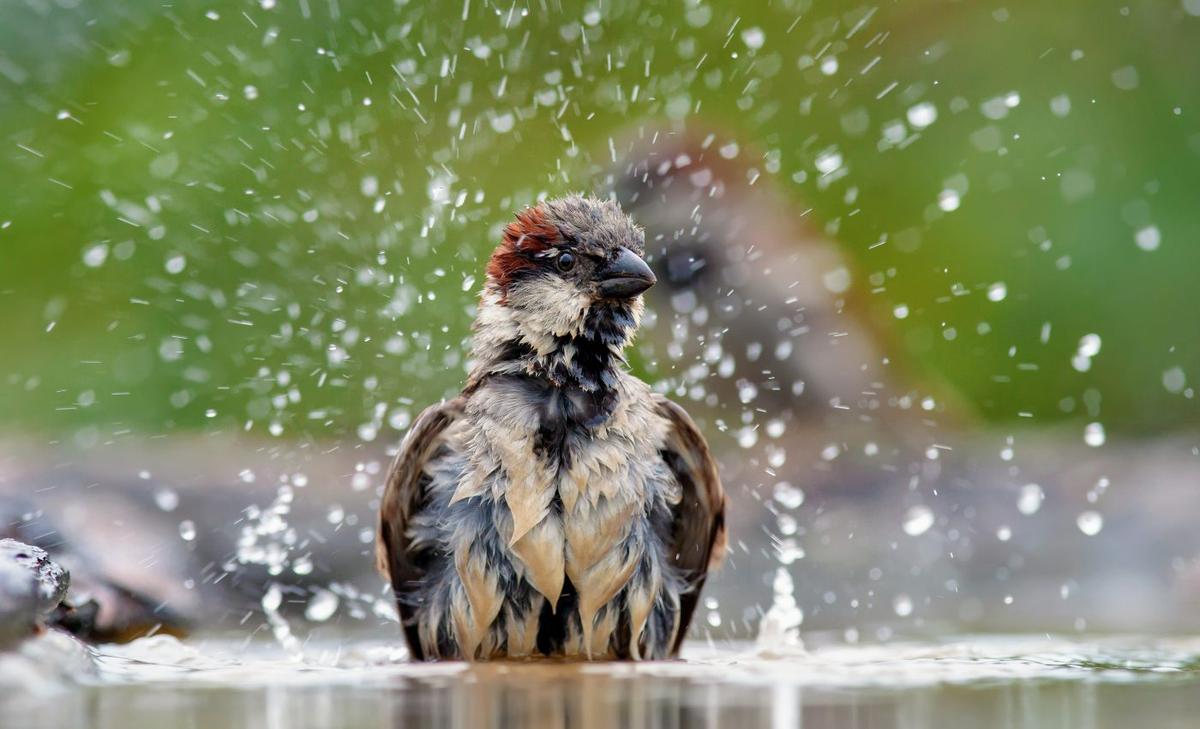 Birds outnumber people six to one with a global population of 50 billion