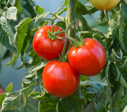 shutterstock_1783529032.jpg