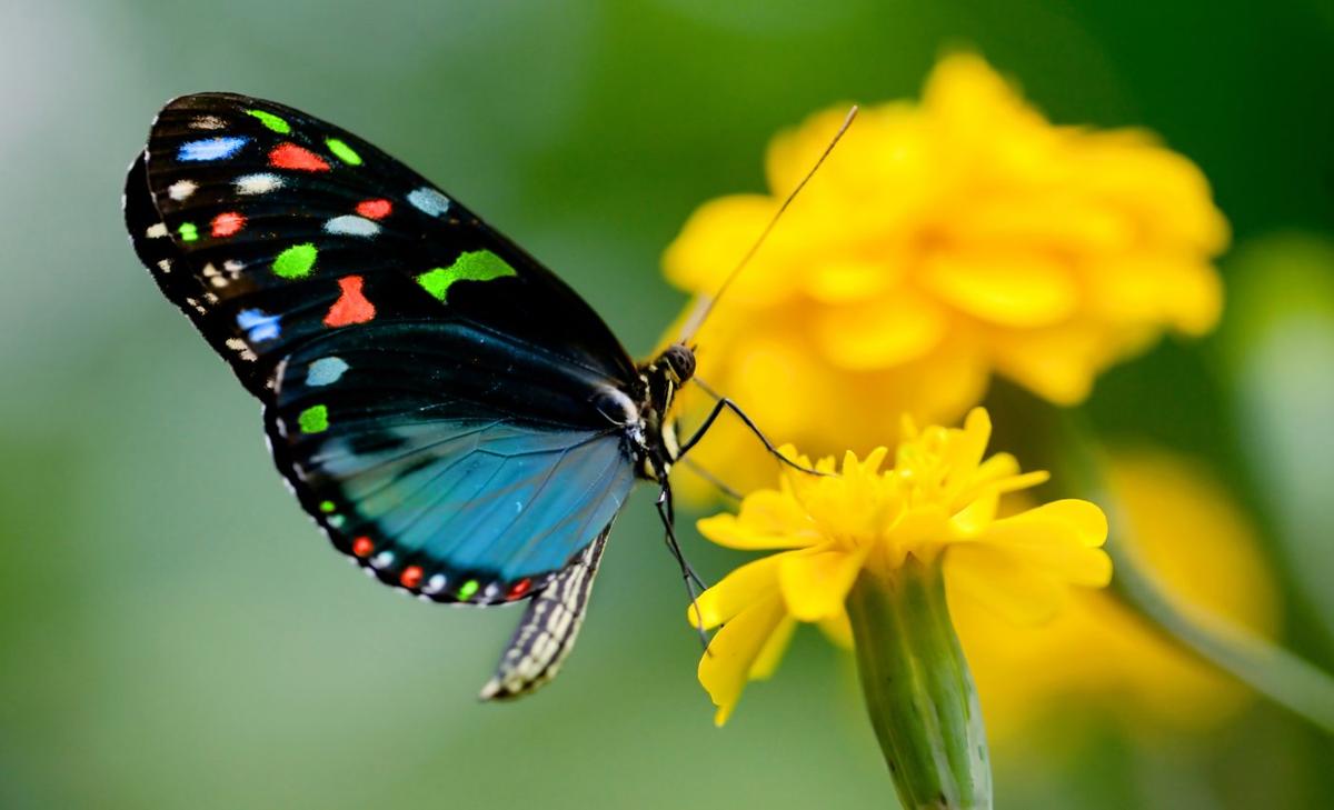 Tropical pollinators are suffering from high-intensity agriculture