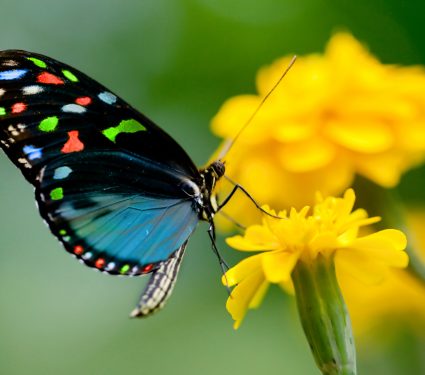 Colorful,Butterfly