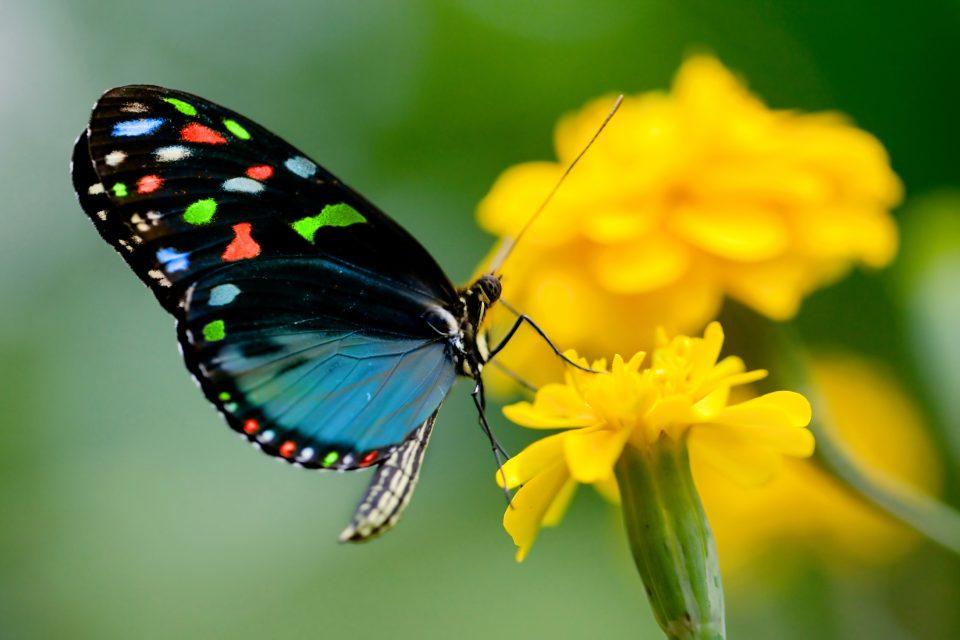 Tropical pollinators are suffering from high-intensity agriculture