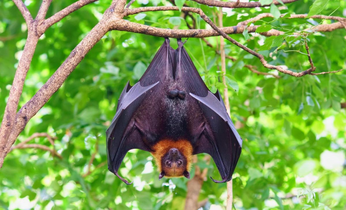 Invasive plants threaten the survival of flying foxes
