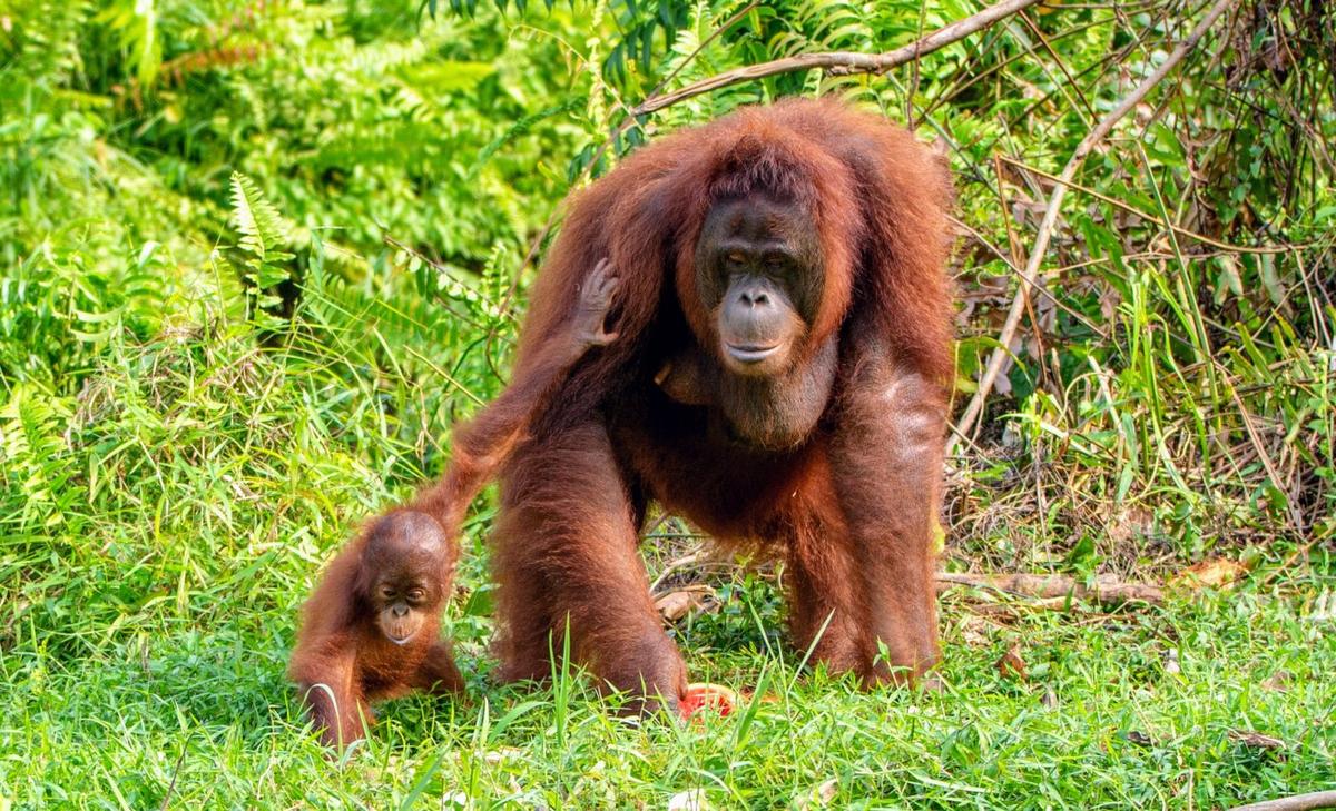 Sex-specific social learning patterns found in young orangutans