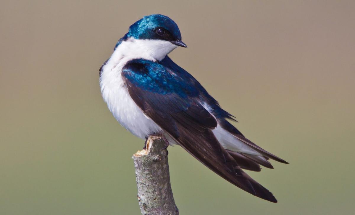The fate of two bird species could help save others