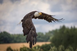 2021/05/adler-2776081_1280-1.jpg