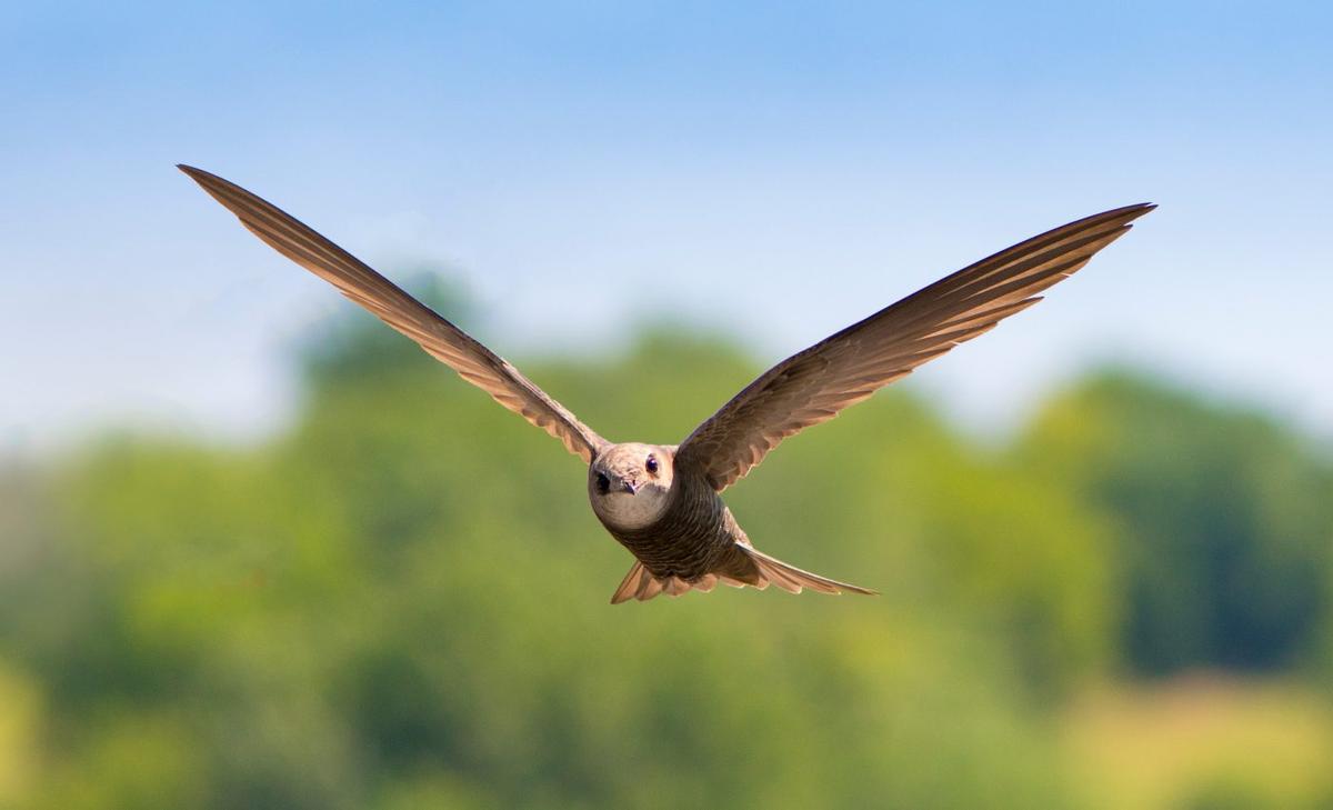 Common swifts are even faster than previously realized