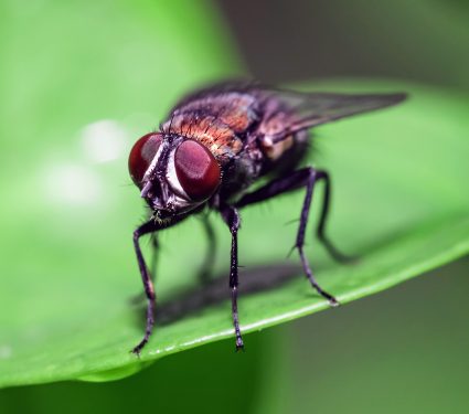 shutterstock_19504772292.jpg