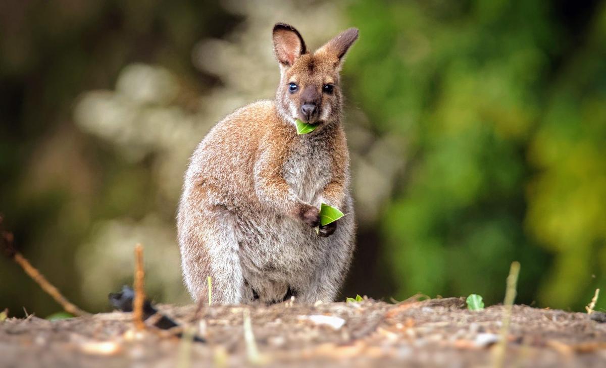 Headstarting strategy saved an endangered wallaby population