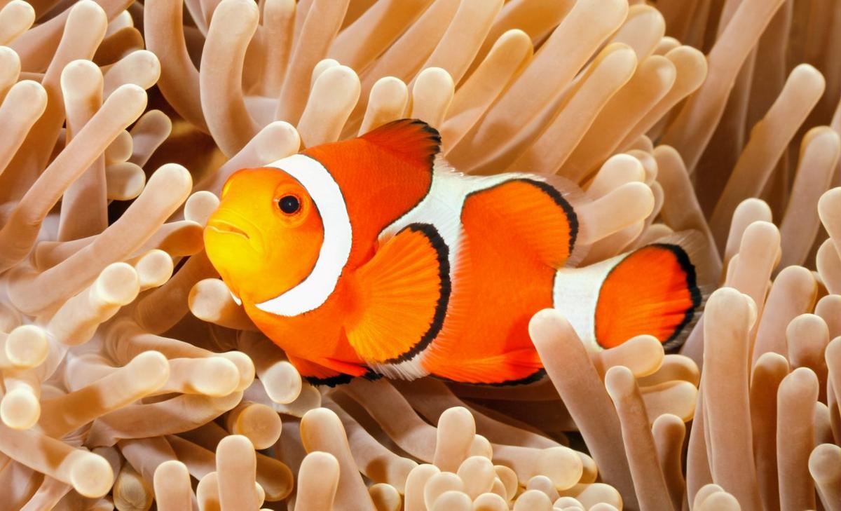 Clownfish get their stripes at different rates depending on their host