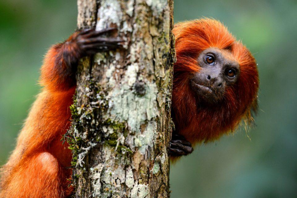 Tamarins change their accent in shared territory to avoid conflict