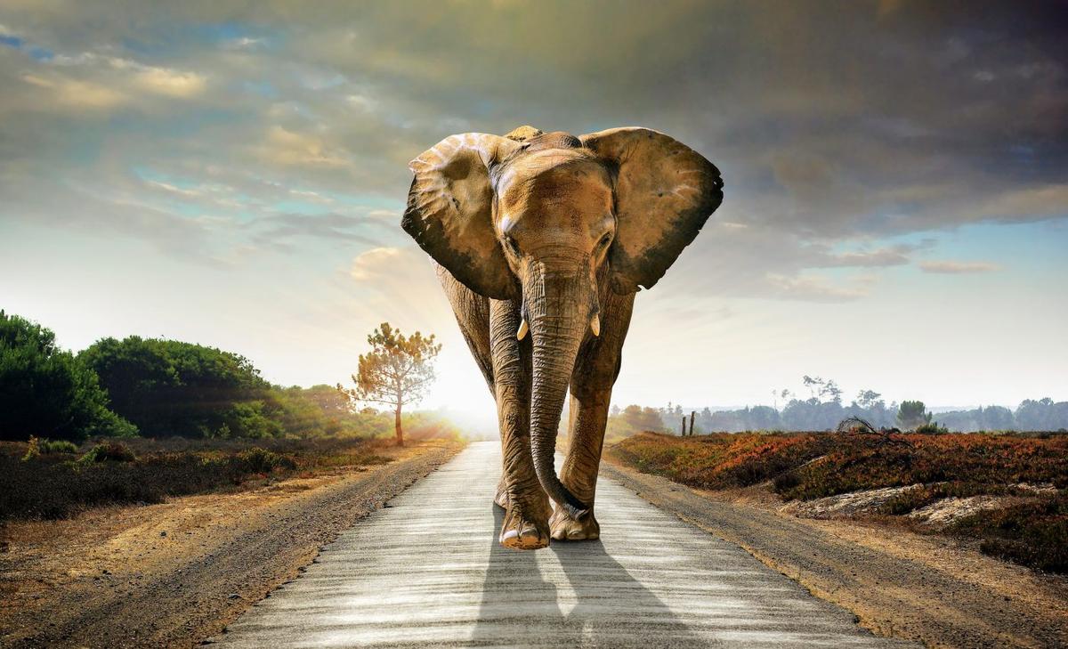 Wild elephants track the scents of others in their path