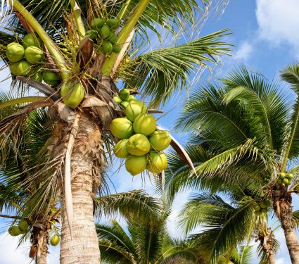 shutterstock_306455202.jpg