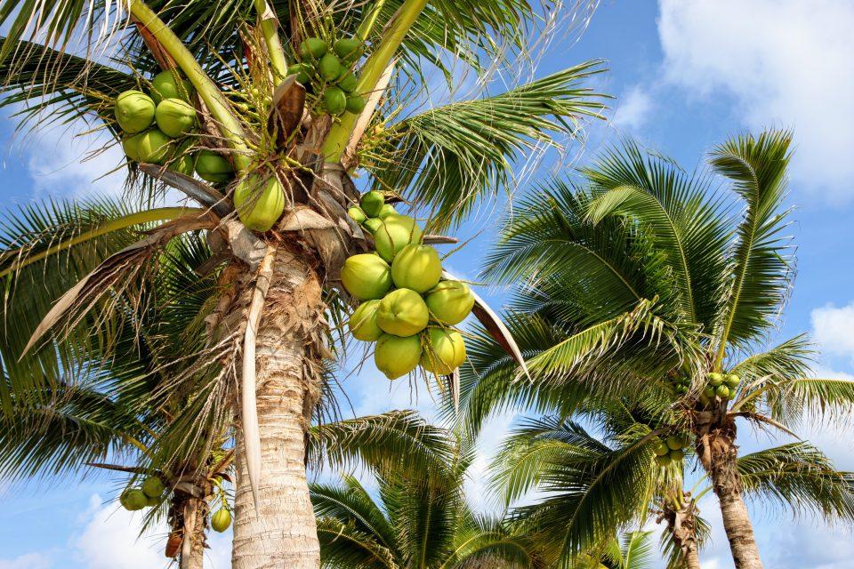 Newly discovered bacteria causes fatal wilt disease in palms