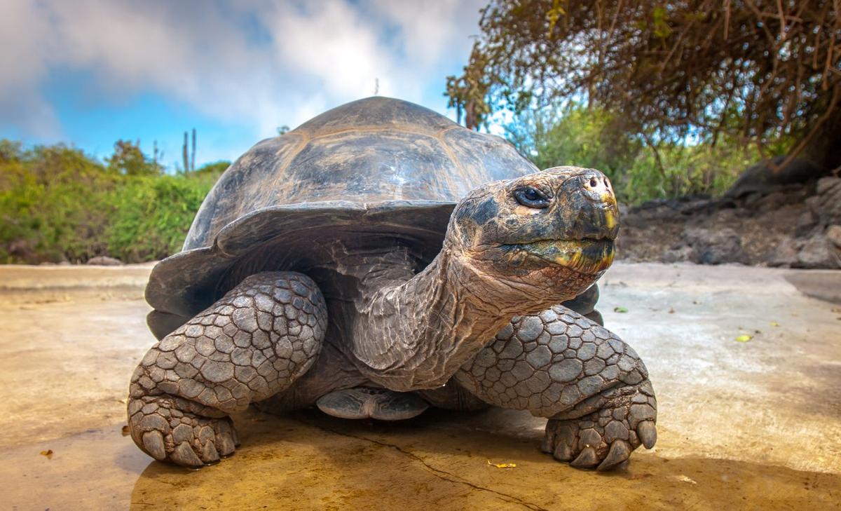 Plastics are accumulating in nearly every habitat of Galapagos