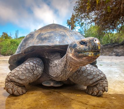 Galapagos,Islands.,Galapagos,Tortoise.,Big,Turtle.,Ecuador.