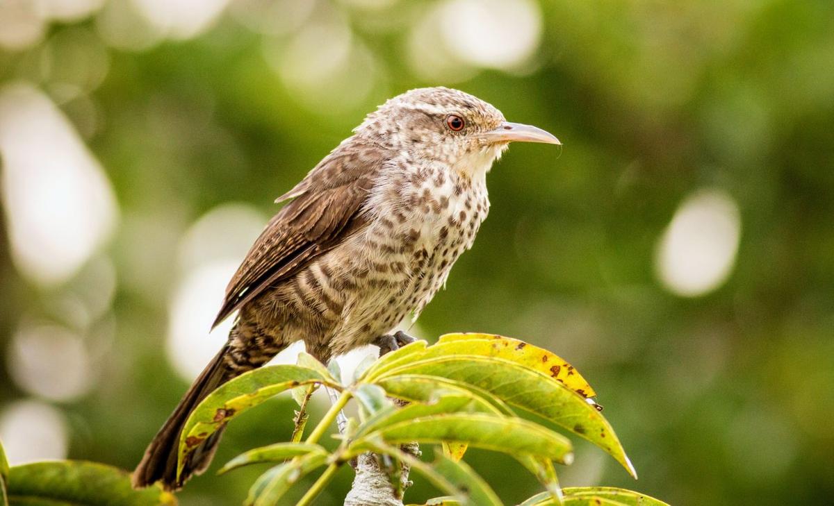 Wrens "mute" the brain of their partner to stay in sync