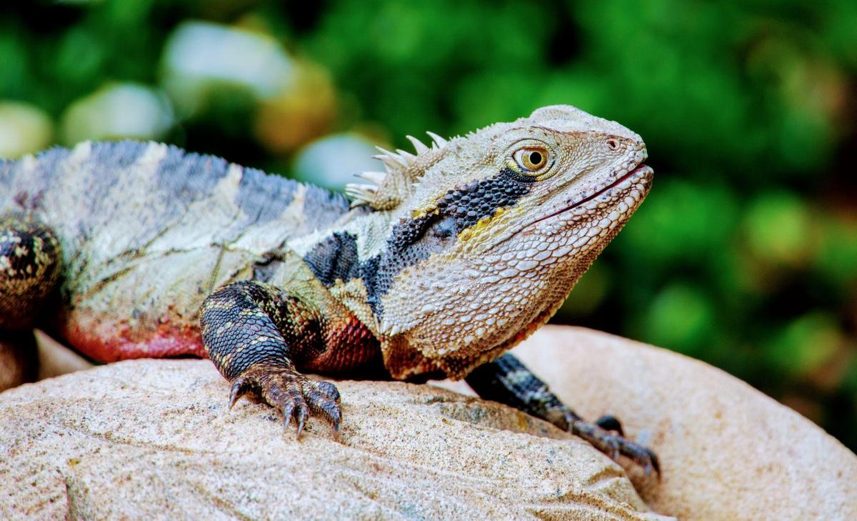Study aims to protect species before they secretly vanish