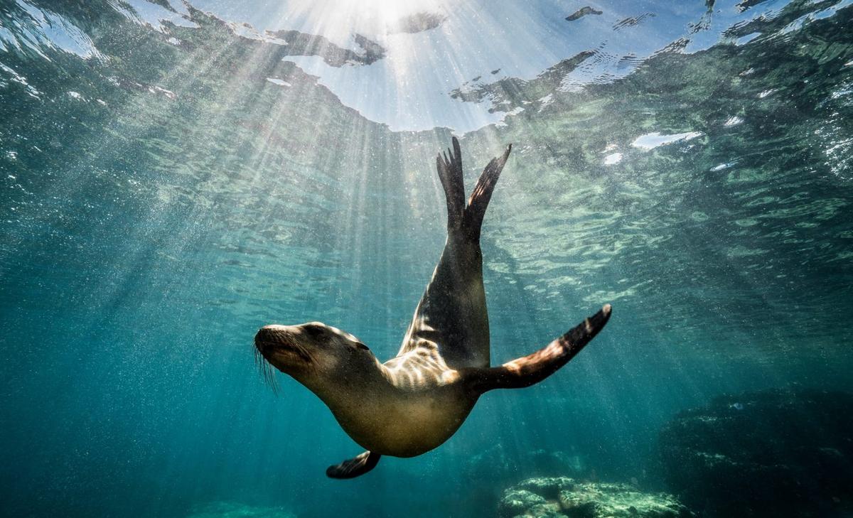 Warm climates linked to low-oxygen dead zones in the North Pacific