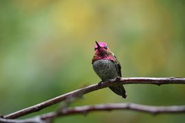 2021/06/hummingbird-5670407_1920.jpg