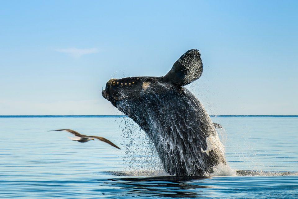 North Atlantic right whales are getting shorter