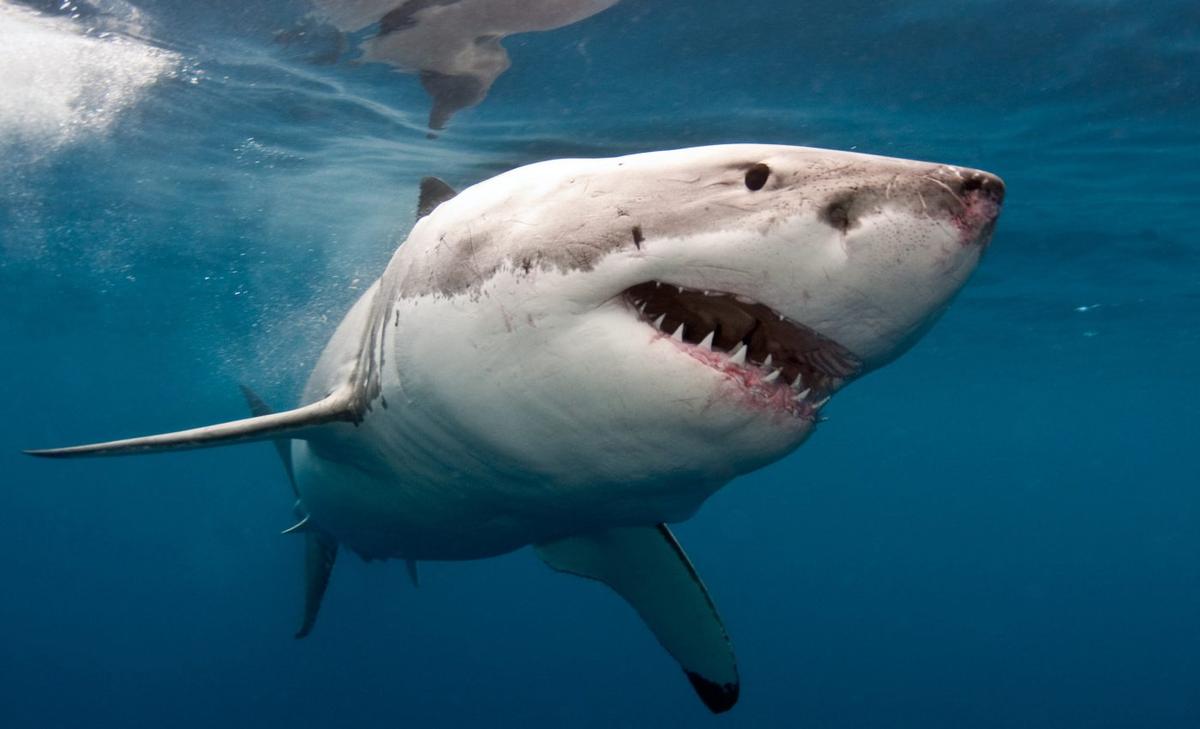 Shark extinction 19 million years ago remains a mystery