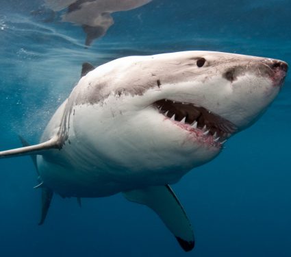 Great,White,Shark,Under,The,Sea