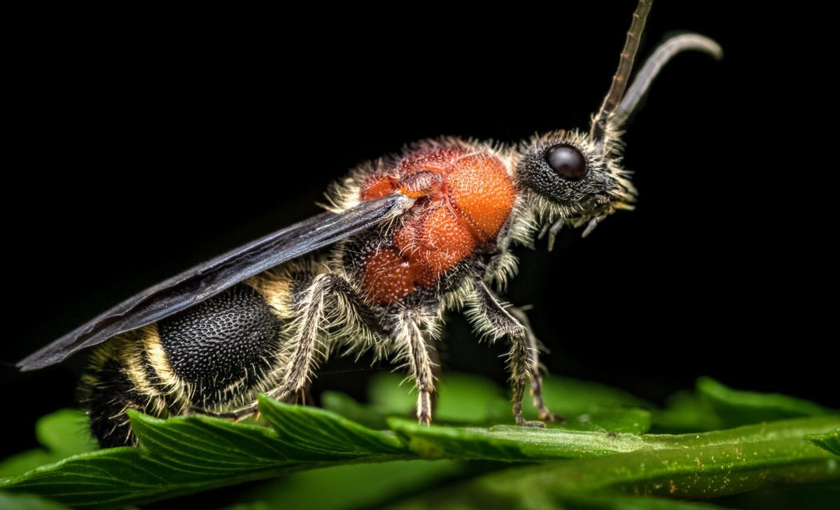 Spiders can track the scent of killer ants to avoid them