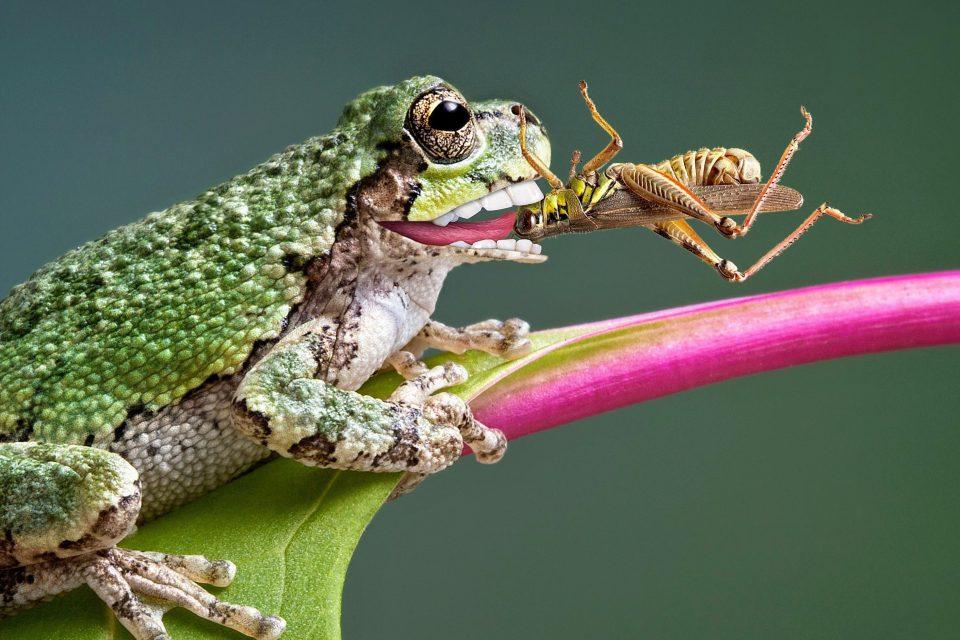 Frogs have lost their teeth more than any other vertebrate