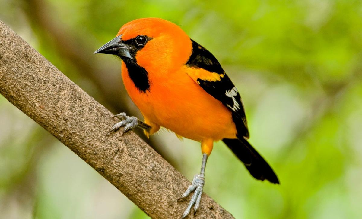 Turning off lights could save thousands of birds each year