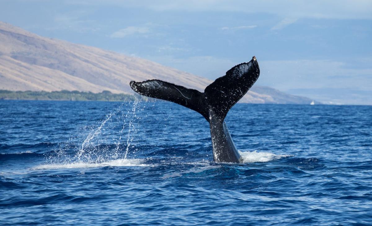 Hidden group of blue whales discovered with bomb detectors