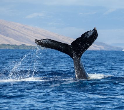 Whale,Tail,With,Water,Cascading,Off