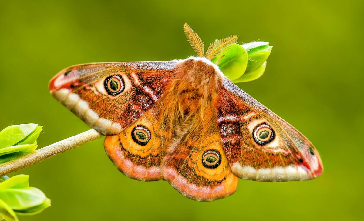 Moth wings have structures that help them avoid bats