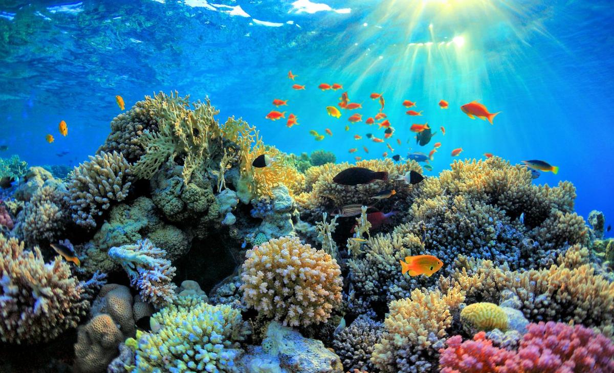 Coral reefs could completely stop growing by 2054