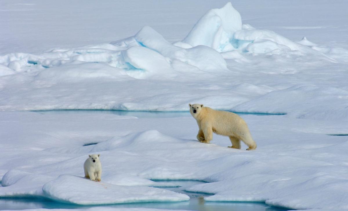 Coastal sea ice is thinning much faster than expected