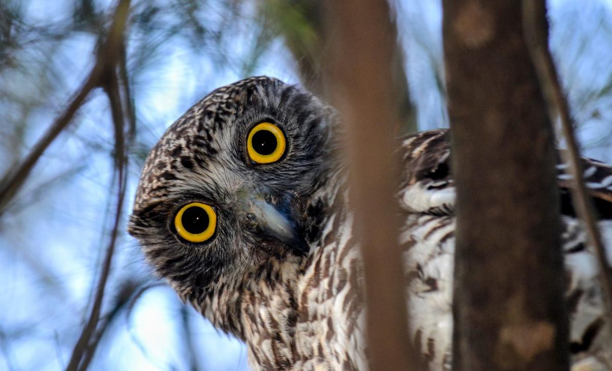 Invasive Pittosporum trees are destroying owl habitats