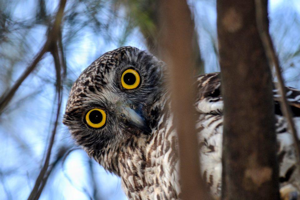 Invasive Pittosporum trees are destroying owl habitats