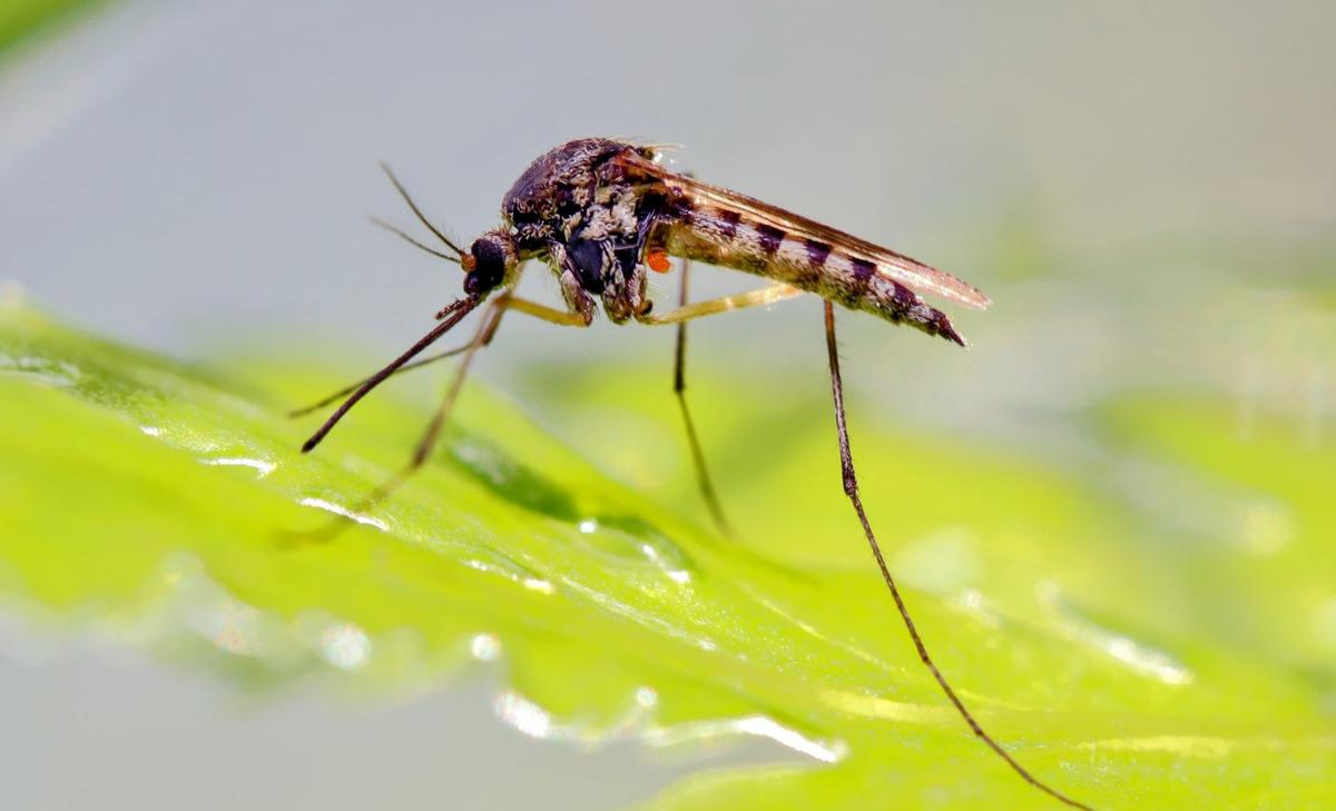Mosquitoes could become active year-round