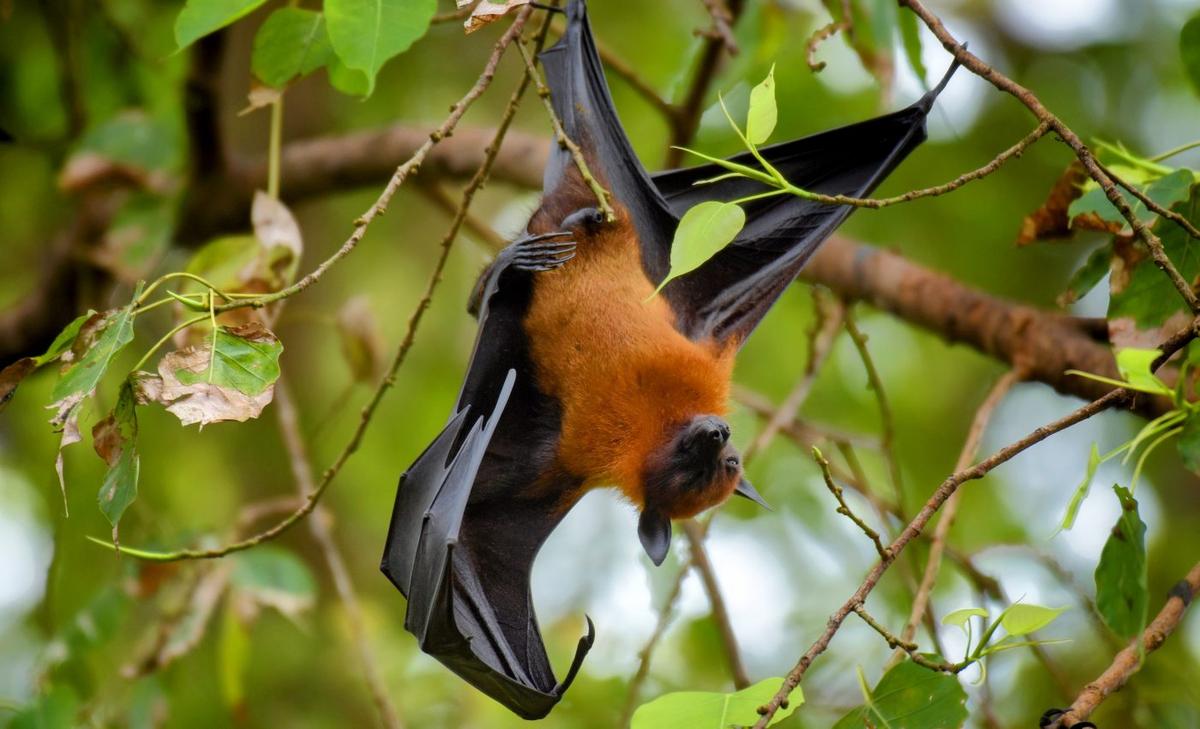Swiss bats may harbor zoonotic diseases