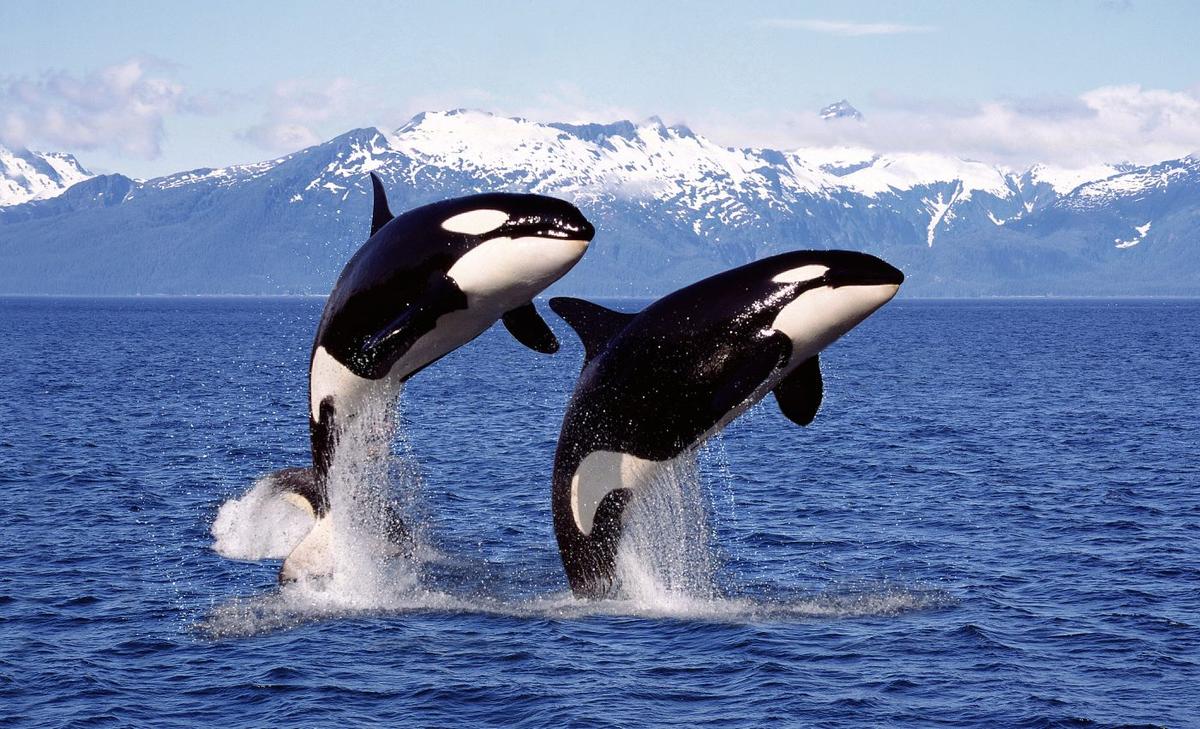 Killer whales have close friendships