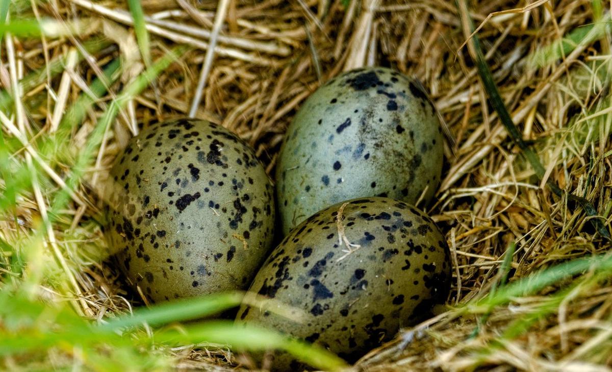 Plastic additives found in the eggs of herring gulls