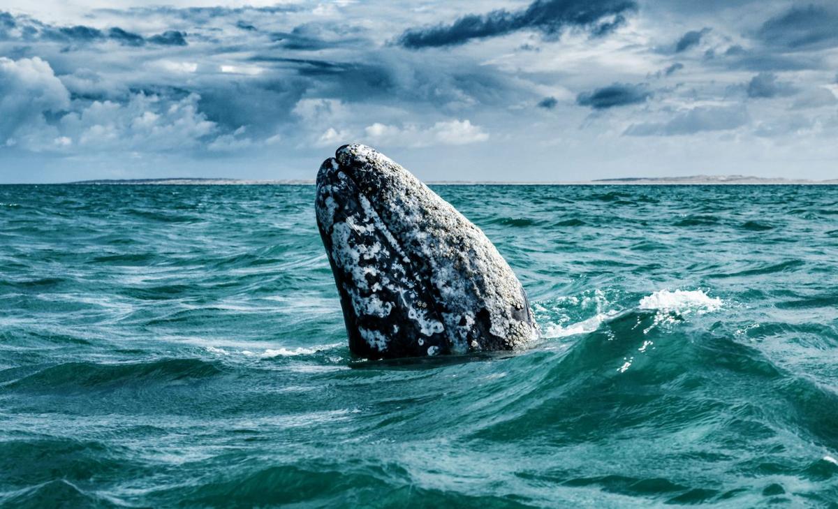 Gray sharks go surfing when they need a break