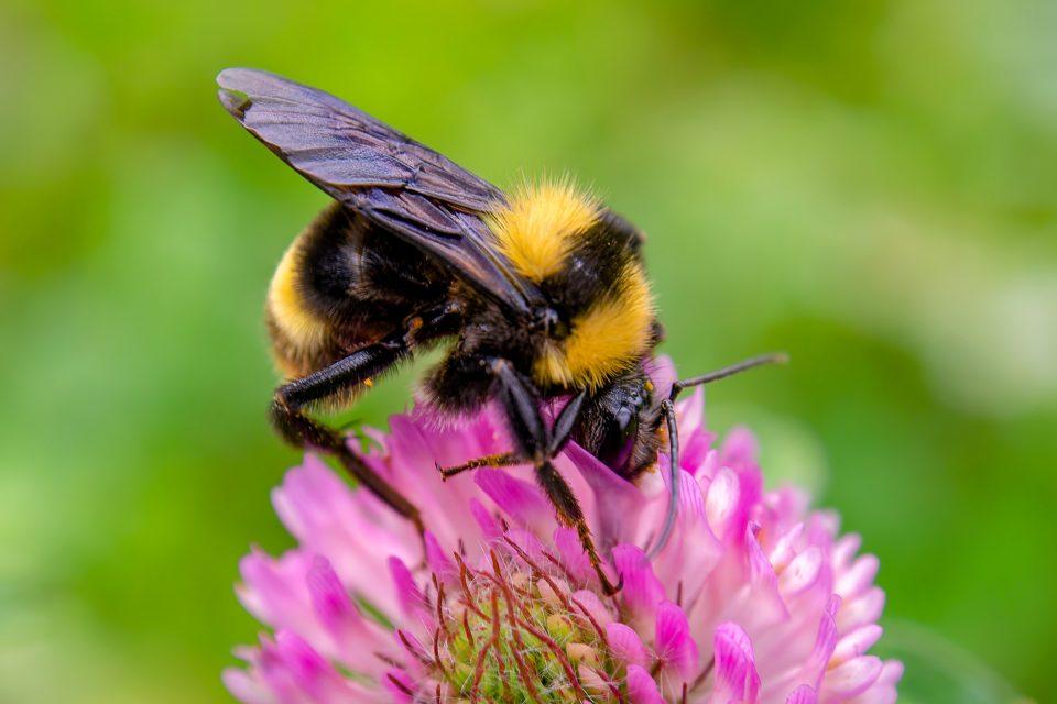 Bumblebees are attracted to the humidity of flowers