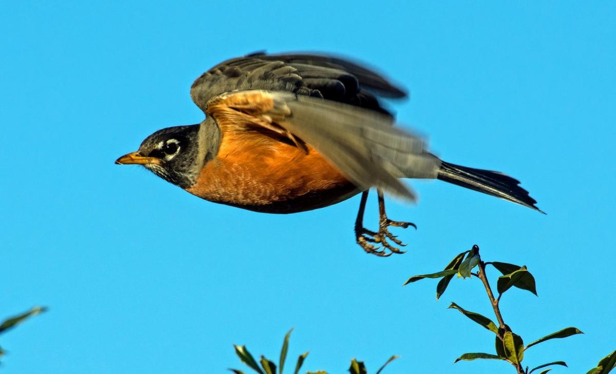 How do birds sense Earth's magnetic field?
