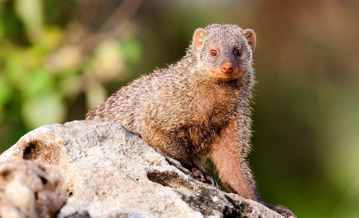 Banded mongooses are born into a fair society