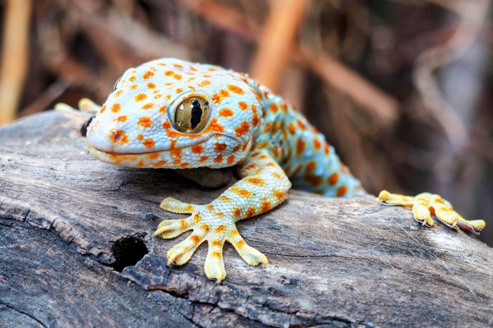 Geckos are skilled hunters even after they lose their tails