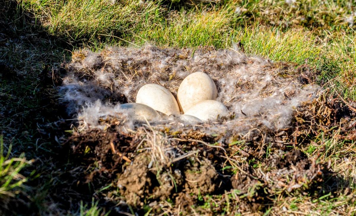 Dinosaur nursery discovered in the Arctic
