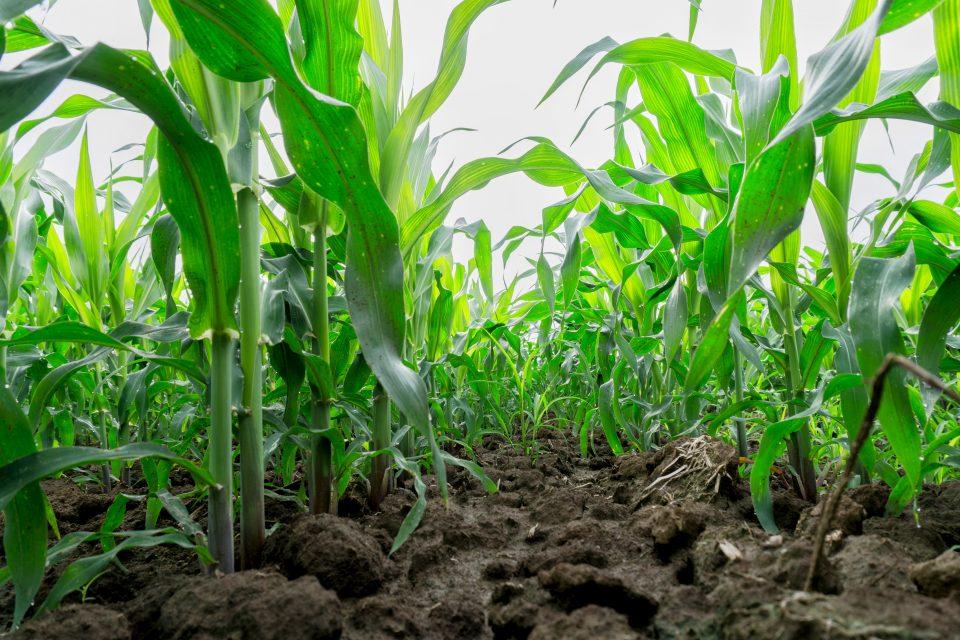 Corn stover can produce a high volume of biofuels