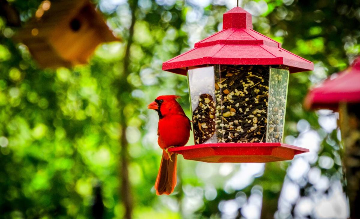 Birds may not become dependent on bird feeders