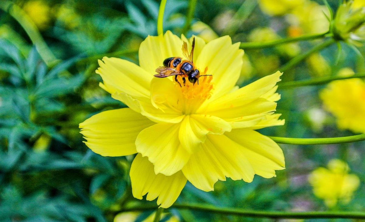 Human modifications gave wild bees a boost in Fiji