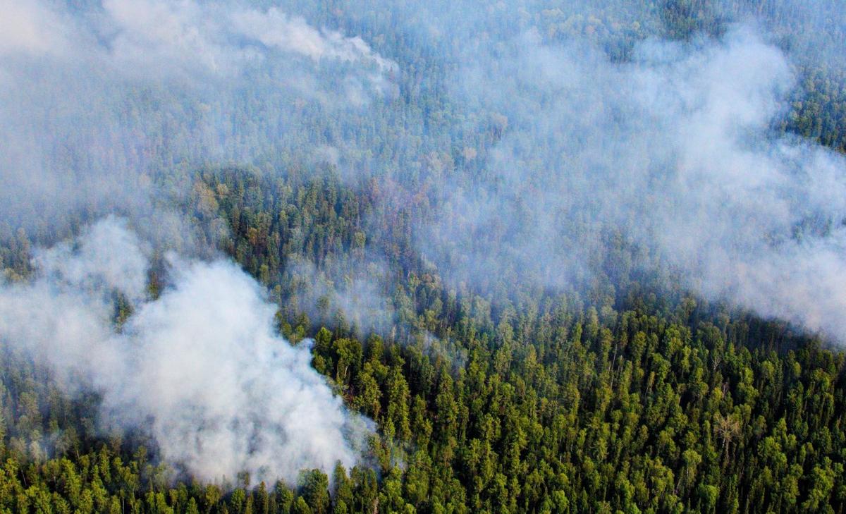 Wildfire smoke makes it harder to observe birds